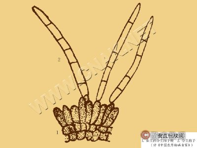 蚕豆轮纹病