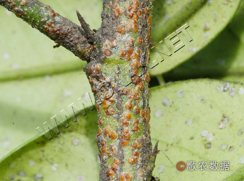 柑橘黄叶症状示例0