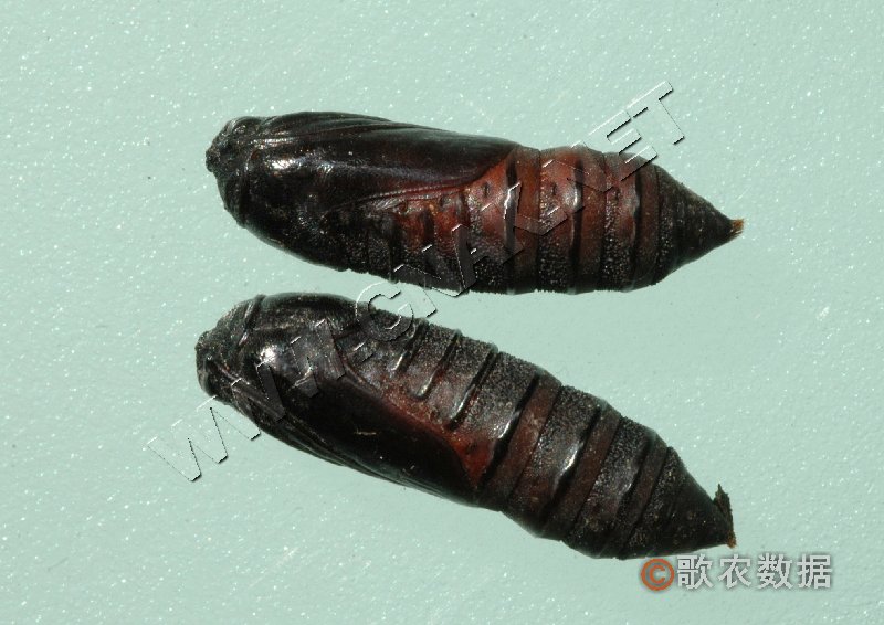 柑橘黄叶症状示例2