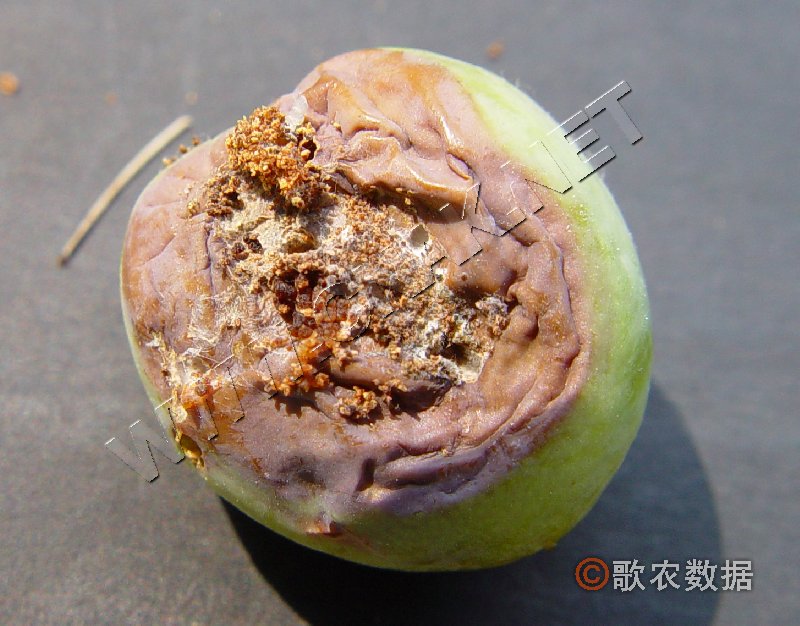 柑橘黄叶症状示例3