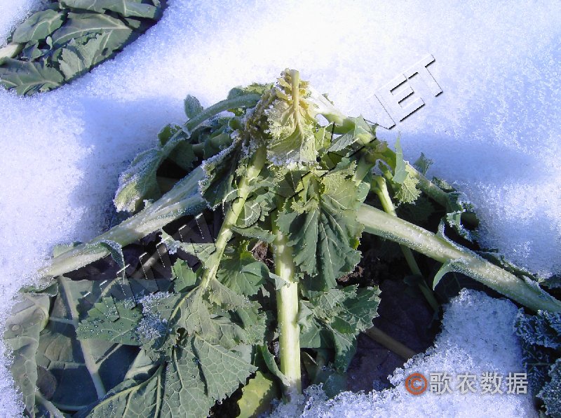 柑橘黄叶症状示例0