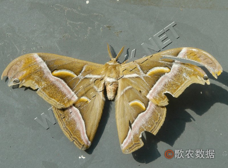 柑橘黄叶症状示例0