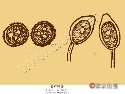 蚕豆锈病