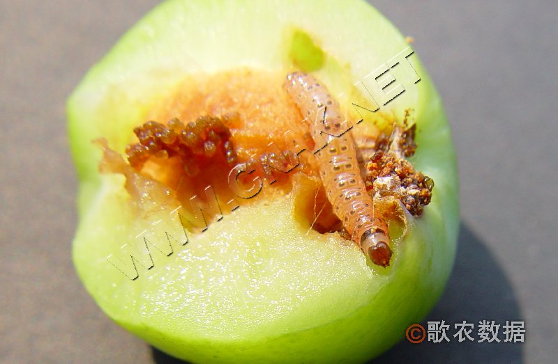 柑橘黄叶症状示例0