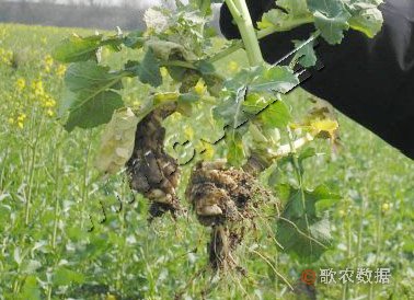 柑橘黄叶症状示例1