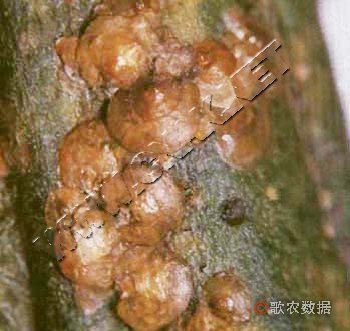 柑橘黄叶症状示例1