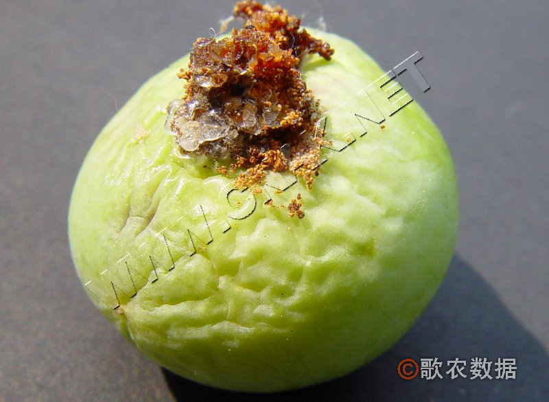 柑橘黄叶症状示例2