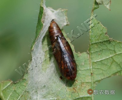 棉小造桥虫