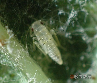棉叶蝉