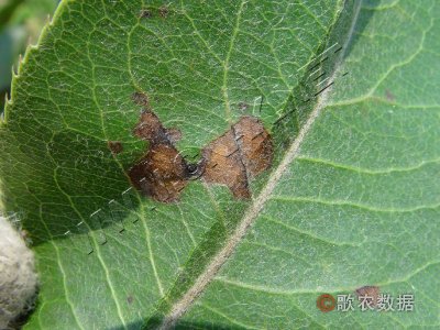 梨褐斑病