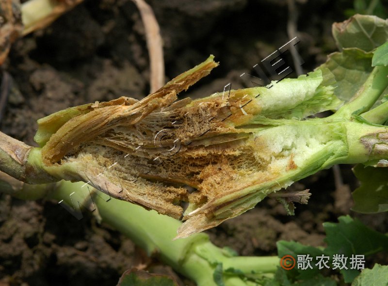 柑橘黄叶症状示例5