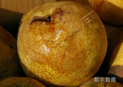 梨软腐病