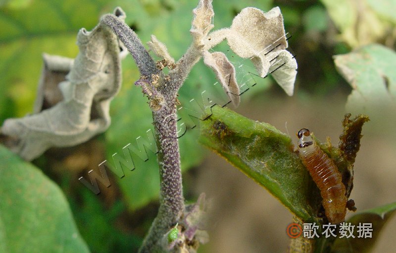 柑橘黄叶症状示例1