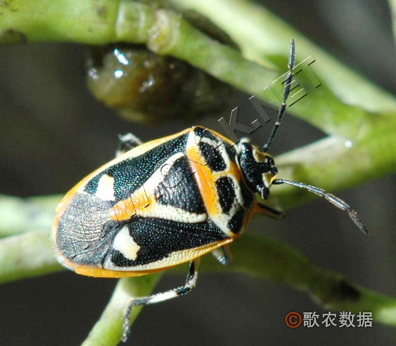 柑橘黄叶症状示例0