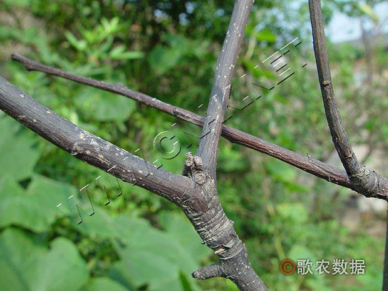 柑橘黄叶症状示例1