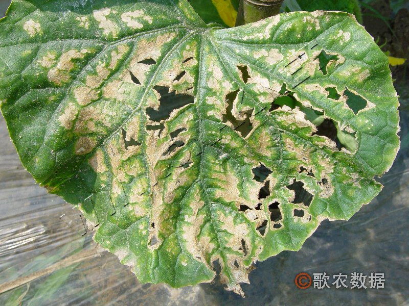 柑橘黄叶症状示例3