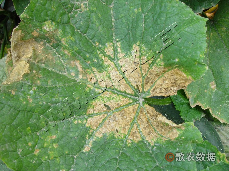 柑橘黄叶症状示例0