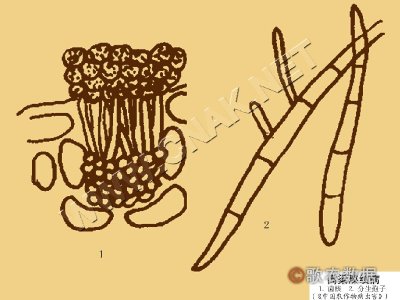 úƲ