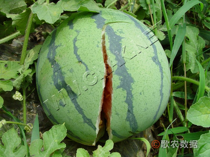 ٻҶ֢״ʾ2
