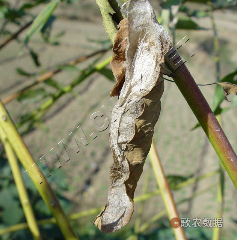 柑橘黄叶症状示例3