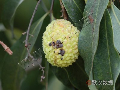 ۺڰ߲