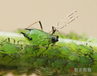 㶹β