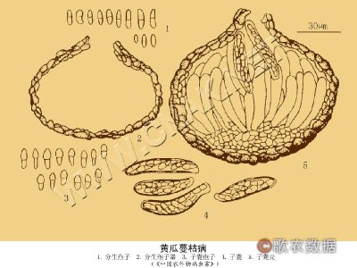 ƹݲ