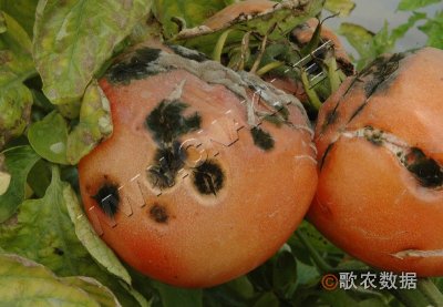 ԲƲ