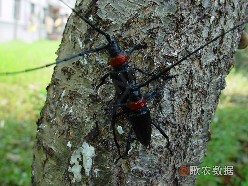 柑橘黄叶症状示例1