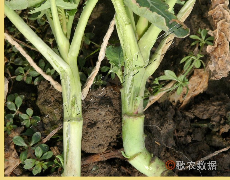 柑橘黄叶症状示例2