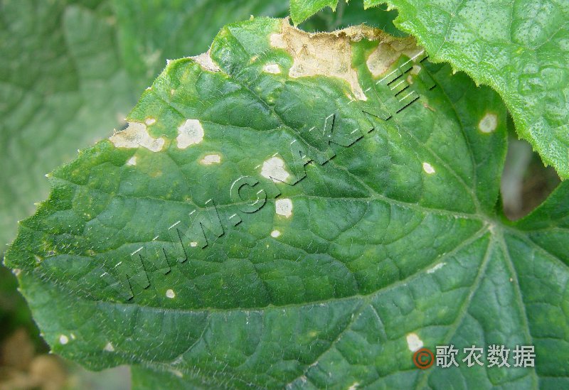 柑橘黄叶症状示例0