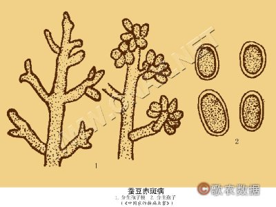 蚕豆赤斑病