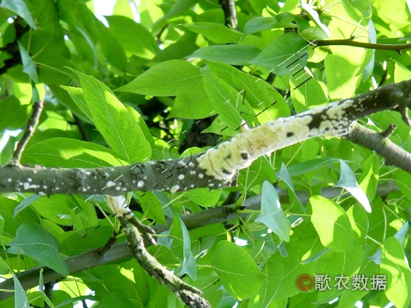 柑橘黄叶症状示例1