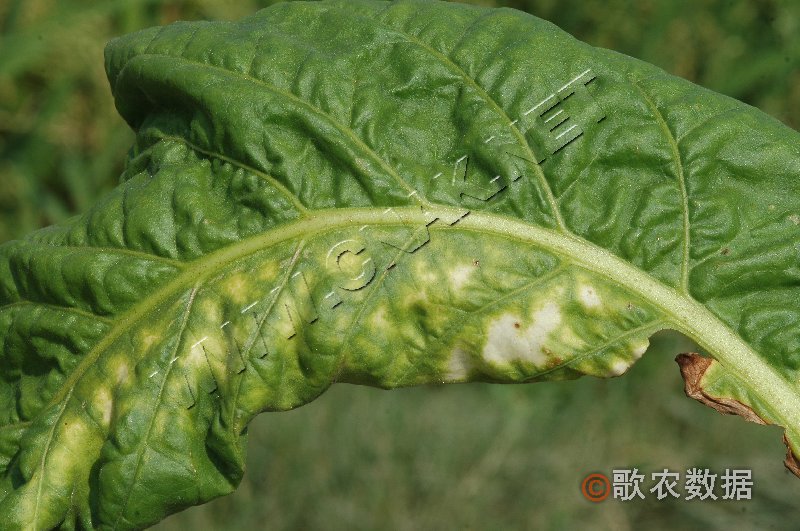 柑橘黄叶症状示例0