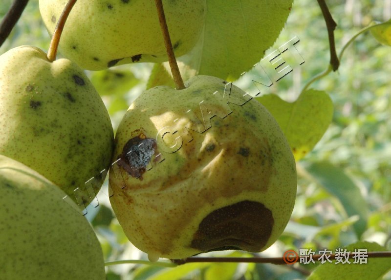 ���ٻ�Ҷ֢״ʾ��0