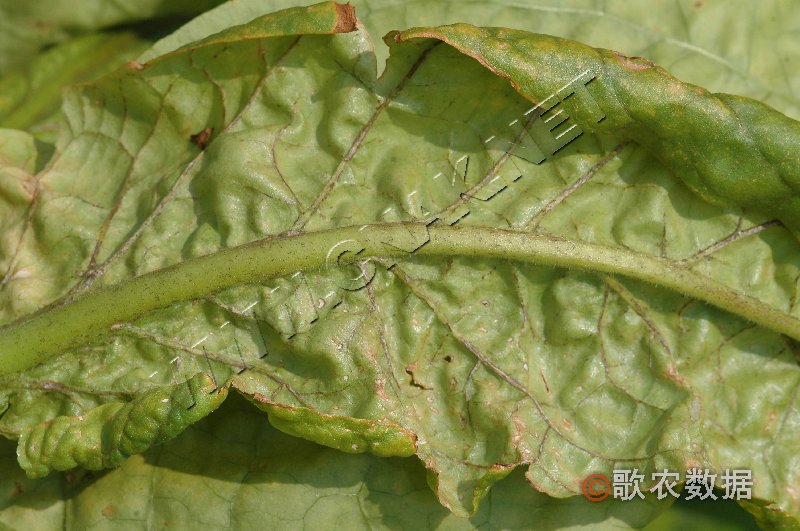 柑橘黄叶症状示例1