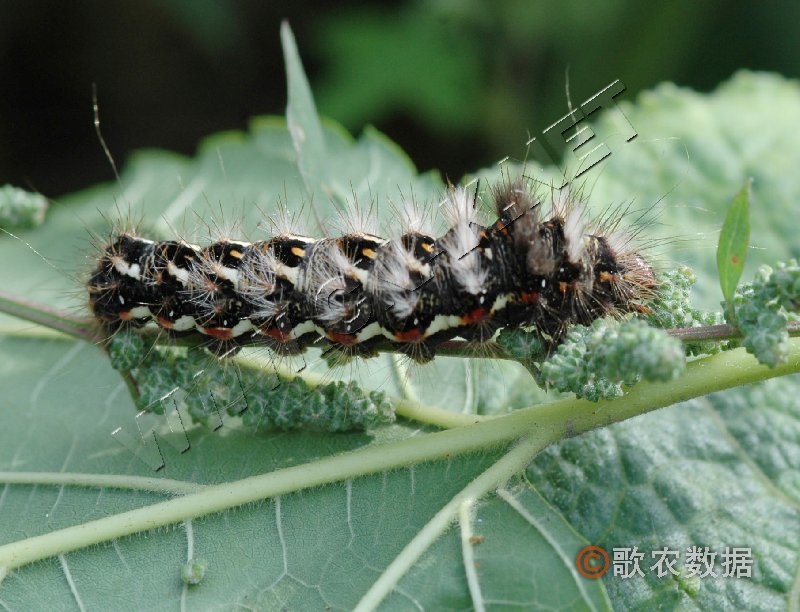 柑橘黄叶症状示例1