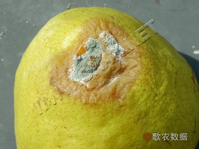 ù