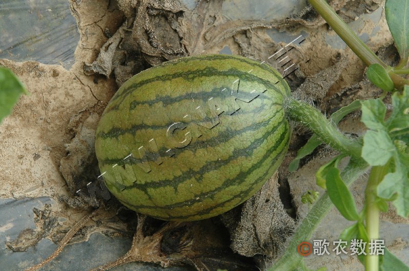 柑橘黄叶症状示例1