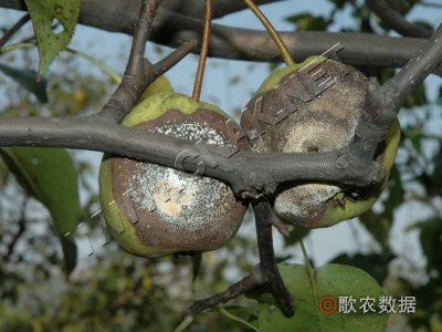 梨褐腐病