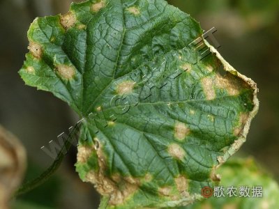 黄瓜叶斑病