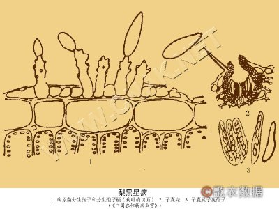 梨黑星病