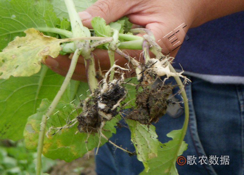 柑橘黄叶症状示例0