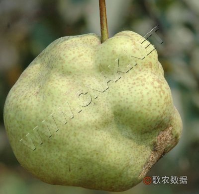 ʯ