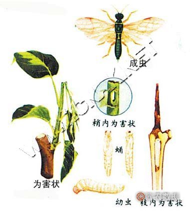 梨茎蜂