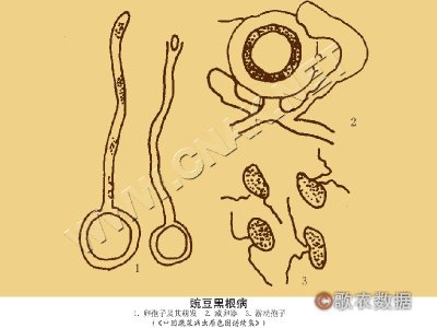 㶹ڸ
