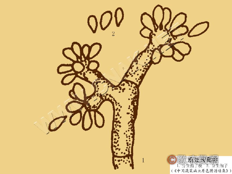 ٻҶ֢״ʾ6