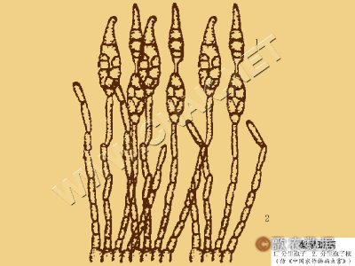 梨黑斑病