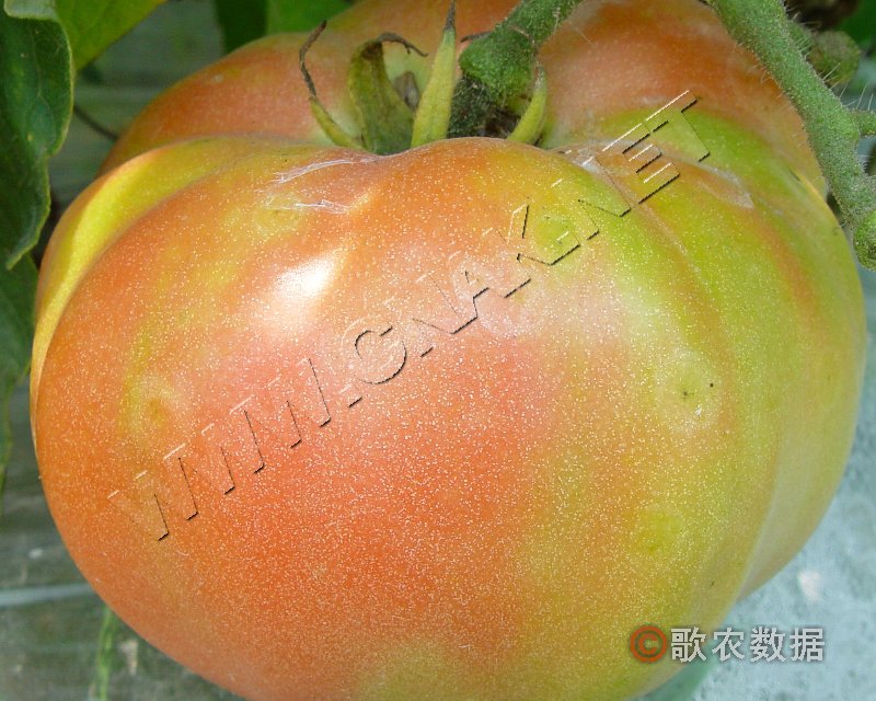 ٻҶ֢״ʾ7