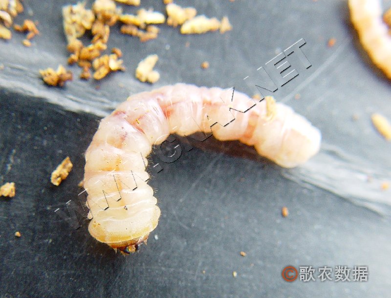 柑橘黄叶症状示例4